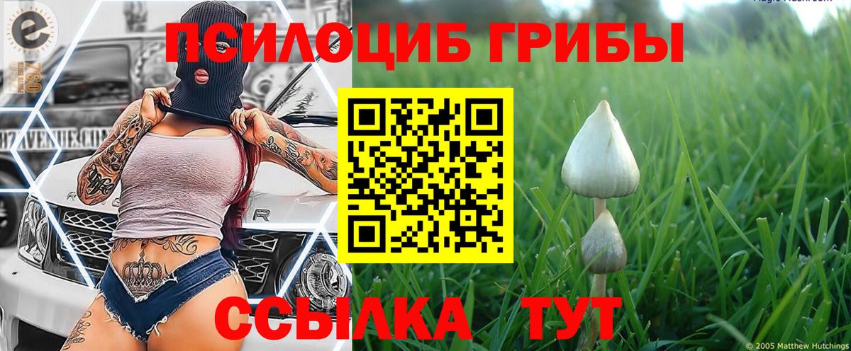 Лабинск  Псилоцибиновые грибы Psilocybine cubensis  Вход с VPN 